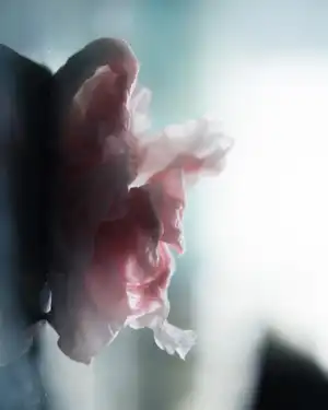 VESTIGE